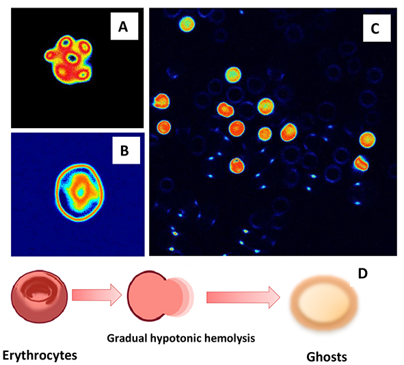 Erythrocytes