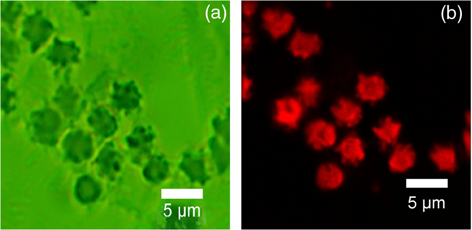 Erythrocytes