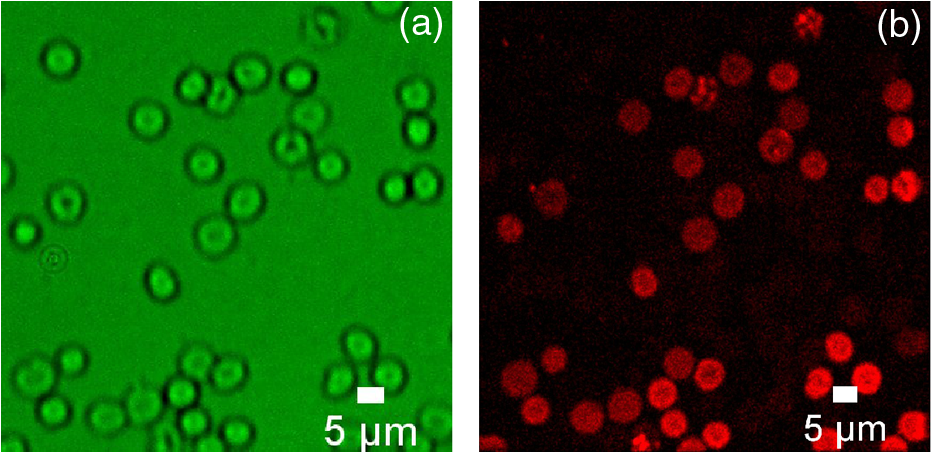 Erythrocytes