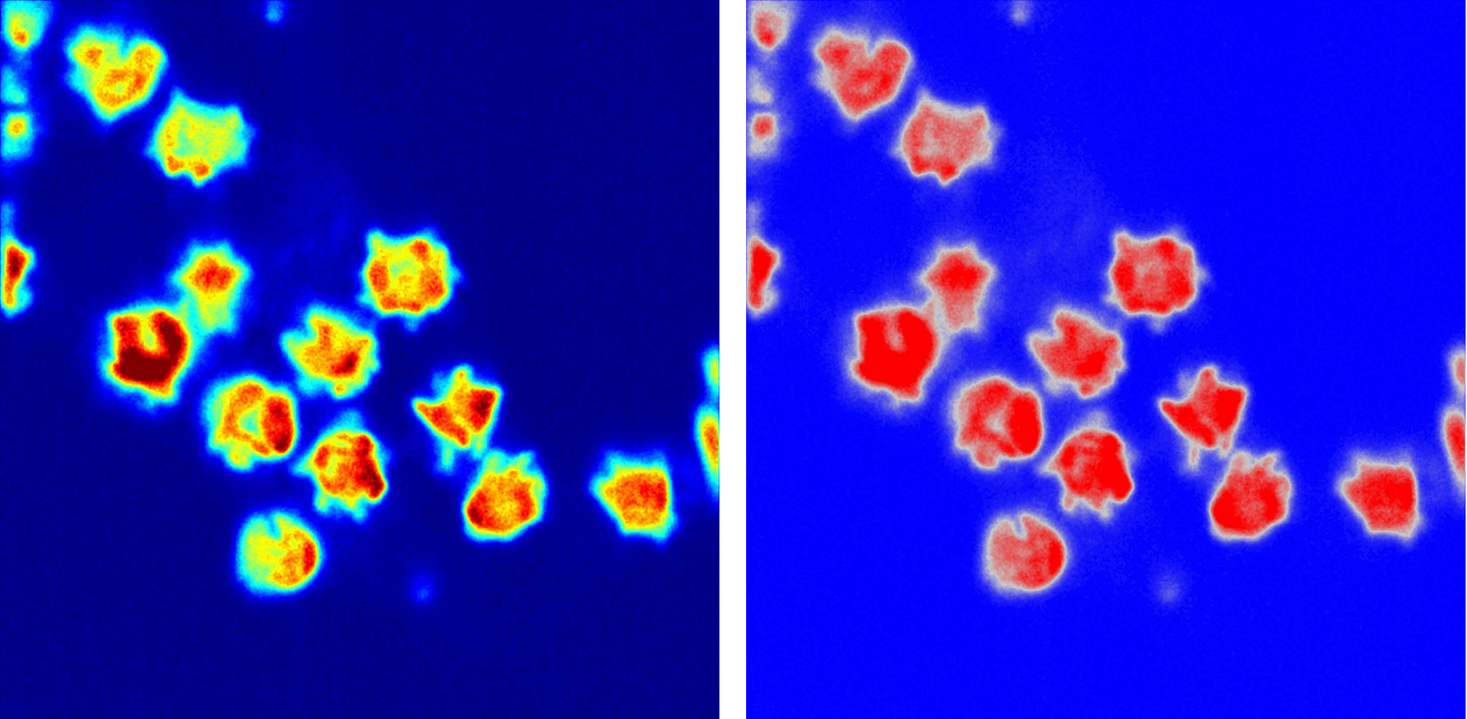 Erythrocytes